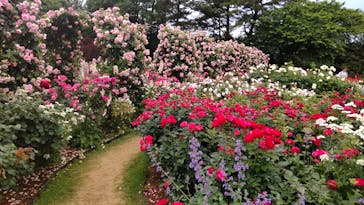 浜名湖花博2024に投稿された画像（2024/5/19）