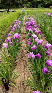 浜名湖花博2024に投稿された画像（2024/5/19）