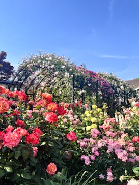 横浜イングリッシュガーデンに投稿された画像（2024/5/19）