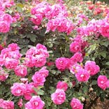 いばらきフラワーパークに投稿された画像（2024/5/19）