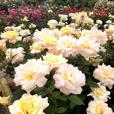 いばらきフラワーパークに投稿された画像（2024/5/19）