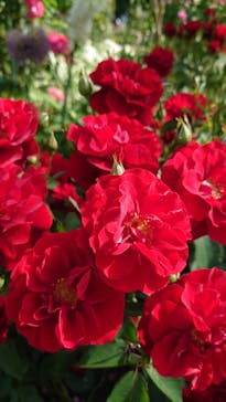 浜名湖花博2024に投稿された画像（2024/5/19）