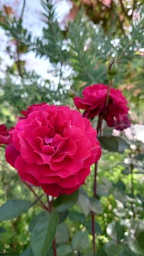 浜名湖花博2024に投稿された画像（2024/5/19）