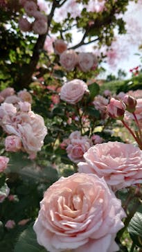 浜名湖花博2024に投稿された画像（2024/5/19）