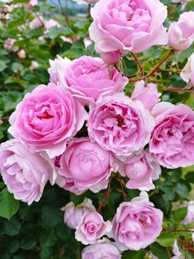 いばらきフラワーパークに投稿された画像（2024/5/19）