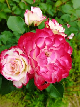 いばらきフラワーパークに投稿された画像（2024/5/19）