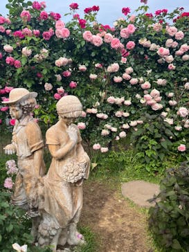 京成バラ園に投稿された画像（2024/5/19）