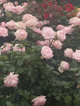 京成バラ園に投稿された画像（2024/5/19）