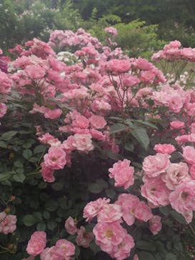 京成バラ園に投稿された画像（2024/5/19）