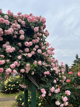 京成バラ園に投稿された画像（2024/5/19）