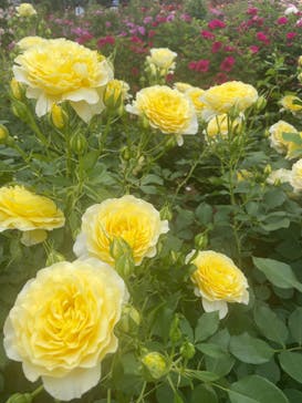 京成バラ園に投稿された画像（2024/5/19）