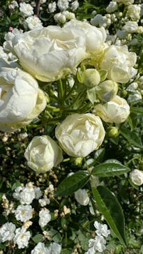 キッズユーエスランド 東京吉祥寺店に投稿された画像（2024/5/19）