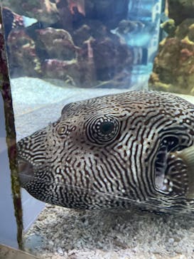 NIFREL（ニフレル）に投稿された画像（2024/5/19）