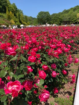 ぎふワールド・ローズガーデンに投稿された画像（2024/5/19）