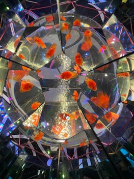 UWS AQUARIUM GA☆KYOに投稿された画像（2024/5/19）