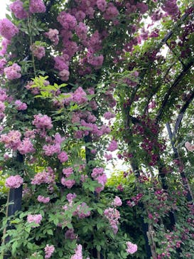 横浜イングリッシュガーデンに投稿された画像（2024/5/19）