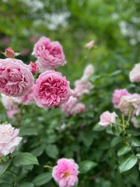 横浜イングリッシュガーデンに投稿された画像（2024/5/19）