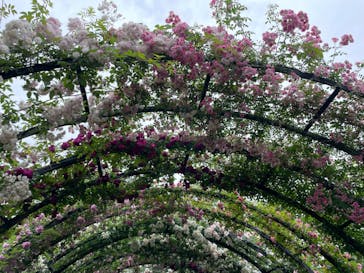 横浜イングリッシュガーデンに投稿された画像（2024/5/19）