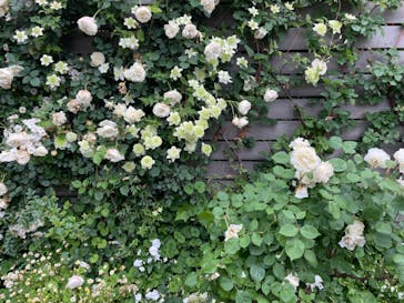 横浜イングリッシュガーデンに投稿された画像（2024/5/19）