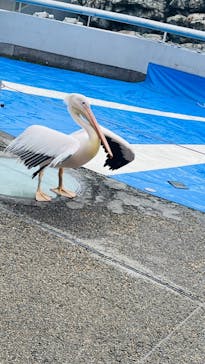 大分マリーンパレス水族館 「うみたまご」に投稿された画像（2024/5/19）