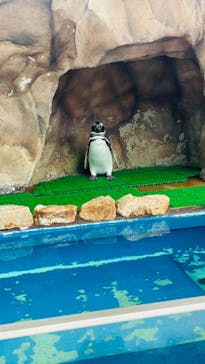 大分マリーンパレス水族館 「うみたまご」に投稿された画像（2024/5/19）