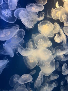 鴨川シーワールドに投稿された画像（2024/5/19）