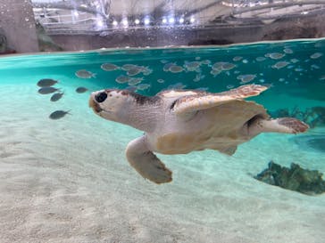 鴨川シーワールドに投稿された画像（2024/5/19）