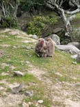 小豆島　銚子渓　自然動物園　お猿の国に投稿された画像（2024/5/20）