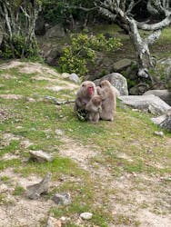 小豆島　銚子渓　自然動物園　お猿の国に投稿された画像（2024/5/19）