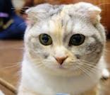 猫カフェモカ　池袋東口店に投稿された画像（2024/5/20）