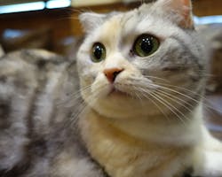 猫カフェモカ　池袋東口店に投稿された画像（2024/5/19）