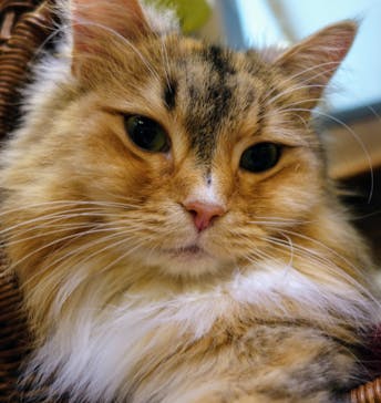 猫カフェモカ　池袋東口店に投稿された画像（2024/5/19）