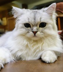 猫カフェモカ　池袋東口店に投稿された画像（2024/5/19）