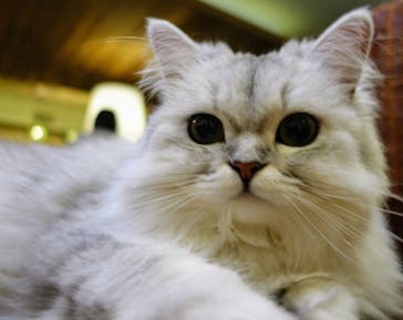 猫カフェモカ　池袋東口店に投稿された画像（2024/5/19）