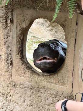 神戸どうぶつ王国に投稿された画像（2024/5/19）