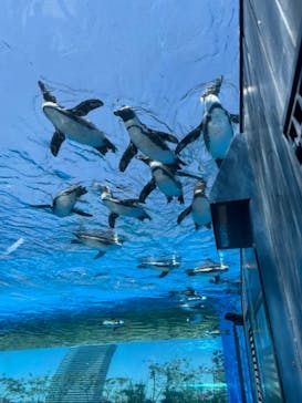 サンシャイン水族館に投稿された画像（2024/5/19）