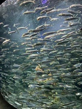 サンシャイン水族館に投稿された画像（2024/5/19）