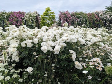 横浜イングリッシュガーデンに投稿された画像（2024/5/19）