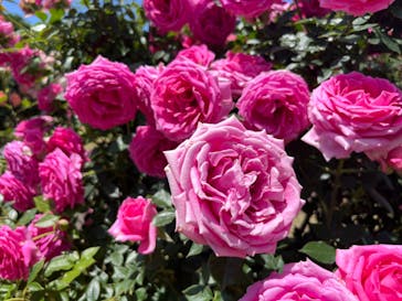 京成バラ園に投稿された画像（2024/5/19）