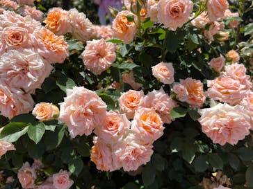 京成バラ園に投稿された画像（2024/5/19）