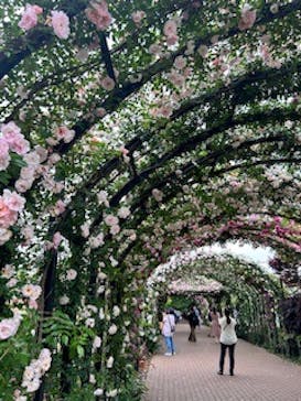 横浜イングリッシュガーデンに投稿された画像（2024/5/19）