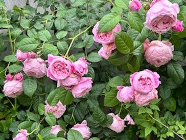 横浜イングリッシュガーデンに投稿された画像（2024/5/19）