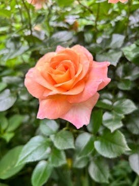 横浜イングリッシュガーデンに投稿された画像（2024/5/19）