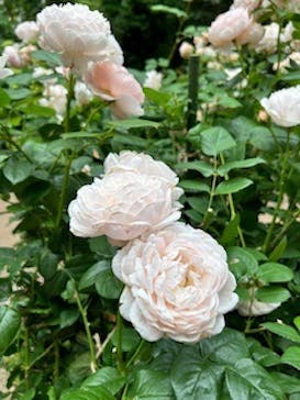 横浜イングリッシュガーデンに投稿された画像（2024/5/19）