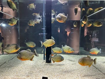 カワスイ 川崎⽔族館に投稿された画像（2024/5/20）