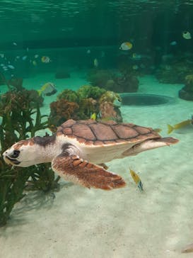 鴨川シーワールドに投稿された画像（2024/5/20）