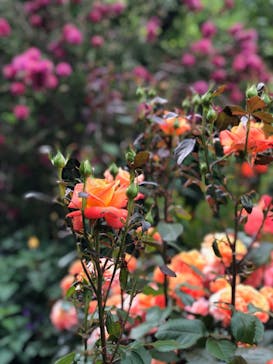 横浜イングリッシュガーデンに投稿された画像（2024/5/20）