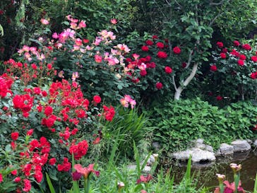 横浜イングリッシュガーデンに投稿された画像（2024/5/20）