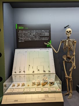 特別展「大哺乳類展３－わけてつなげて大行進」に投稿された画像（2024/5/20）