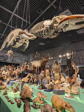 特別展「大哺乳類展３－わけてつなげて大行進」に投稿された画像（2024/5/20）